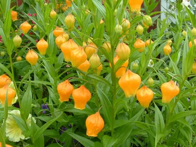 sandersonia-aurantiaca-1