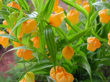 sandersonia-aurantiaca-2