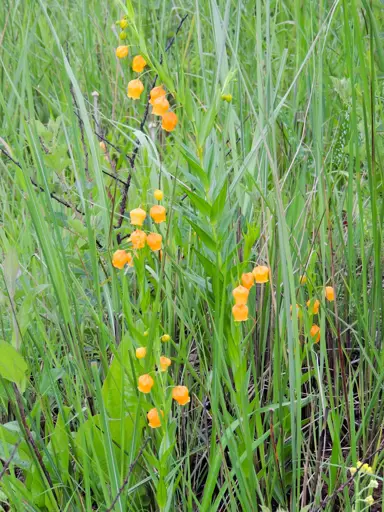sandersonia-aurantiaca-4
