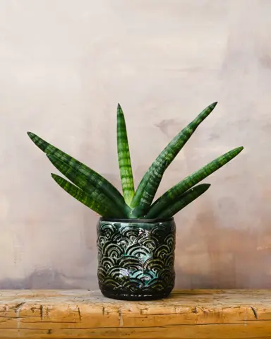 Sansevieria cylindrica 'Fan' plant in a pot.