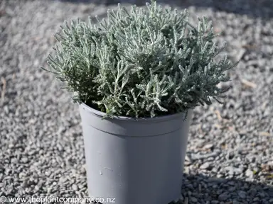 Santolina chamaecyparissus plant for sale at The Plant Company nursery.