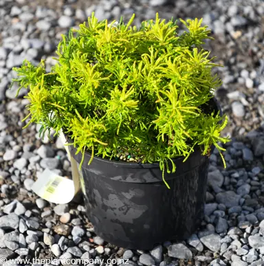 Santolina 'Lime Fizz' plant for sale at The Plant Company nursery.