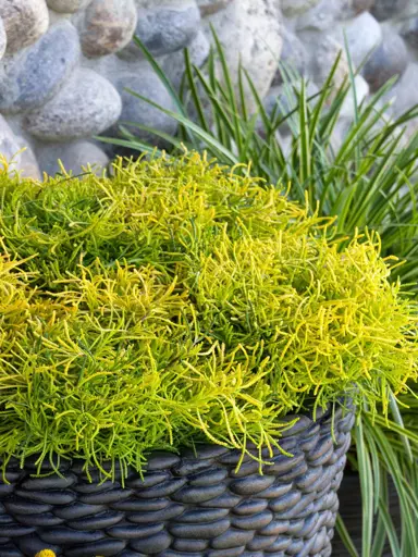 Santolina 'Lime Fizz' green-yellow shrub growing in a basket.