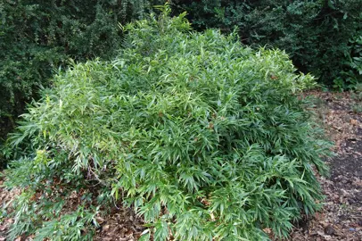 sarcococca-ruscifolia-
