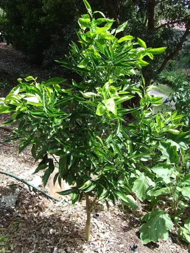 A young 'Satsuma' Mandarin tree.