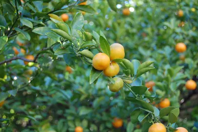 A 'Satsuma' Mandarin tree with lush, green foliage and orange fruit.