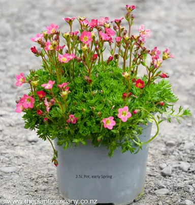 Saxifraga 'Starblush' plant in flower for sale at The Plant Company nursery.