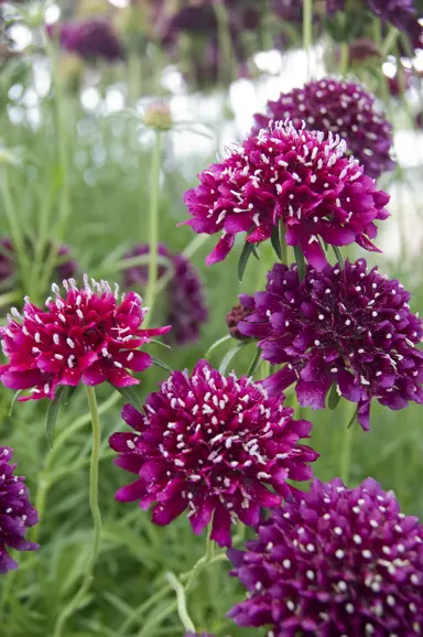 scabiosa-crimson-cloud-