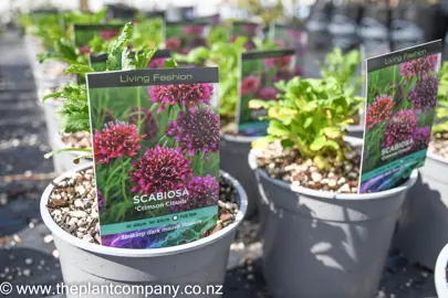 scabiosa-crimson-cloud-1