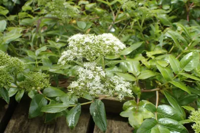 Scandia rosifolia groundcover with dark green leaves and white flowers.