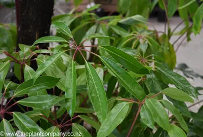 schefflera-actinophylla-