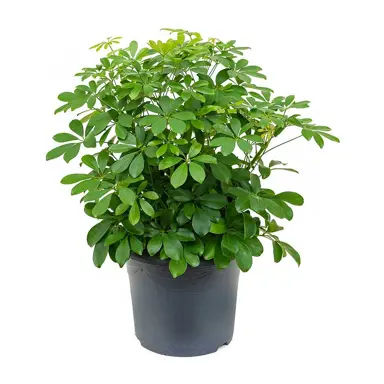 schefflera-arboricola-1