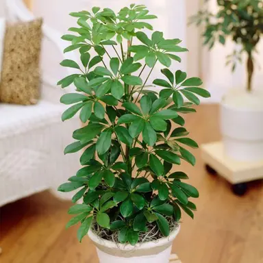 schefflera-arboricola-3