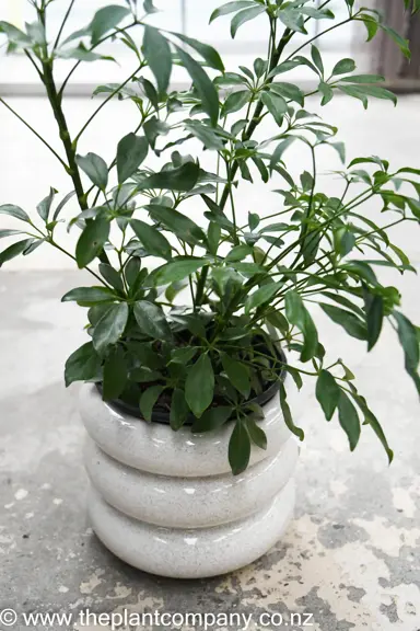 schefflera-arboricola-4