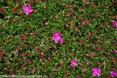 Ground cover plant Schizocentron elegans with dark green leaves and pink flowers.