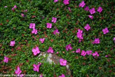 Ground cover plant Schizocentron elegans growing over a rock.