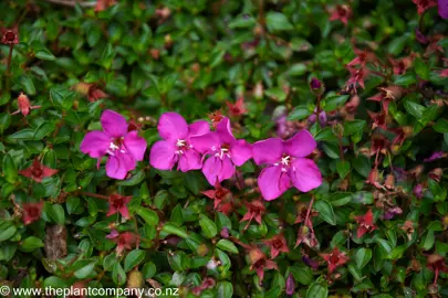 Schizocentron elegans dark pink flowers.