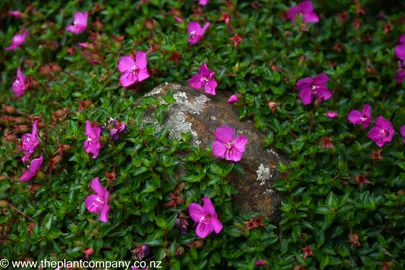 Schizocentron elegans growing over a rock with lush, dark green leaves and dark pink flowers.