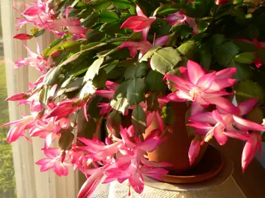 Schlumbergera truncata indoor plant with green foliage and elegant, pink-red flowers.