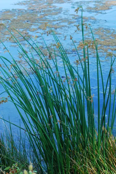 Schoenoplectus acutus grass plant with thick green leaves growing beside water.