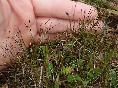 Schoenus concinnus grass.