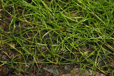 Schoenus maschalinus grass.