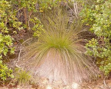 Schoenus tendo grass.