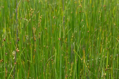 Scirpus americanus green grass.