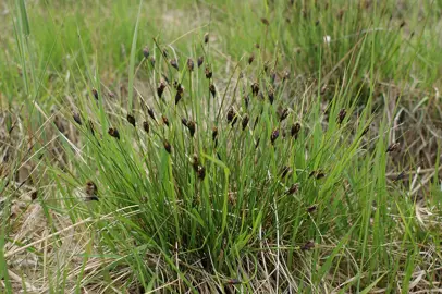 Scirpus ferrugineus grass plant.