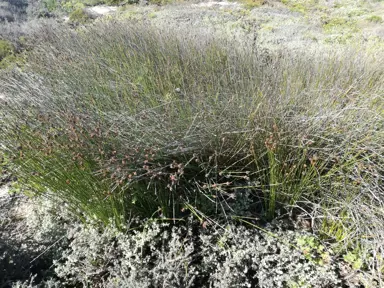 Scirpus nodosus plant.