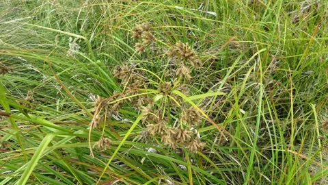 Scirpus polystachyus grass with seed heads.