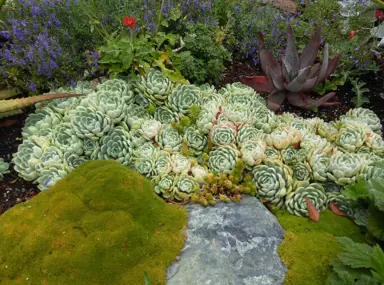 Scleranthus biflorus (Cushion Plant) in a garden with succulents.