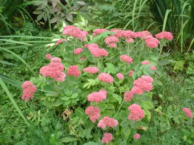 A Sedum 'Autumn Joy' plant with ornage-pink flowers and lush green foliage.