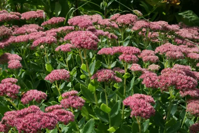 Masses of orange flowers on Sedum 'Autumn Joy'.