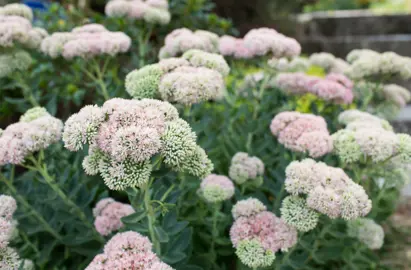 Sedum 'Autumn Joy' plants with masses of flowers just starting to open.
