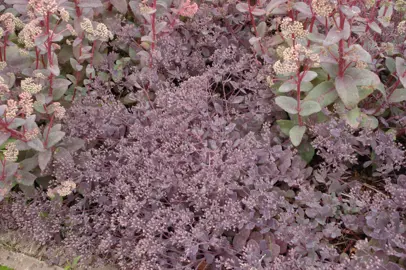 Sedum 'Bertam Anderson' plants in a border garden with small, dark purple foliage.