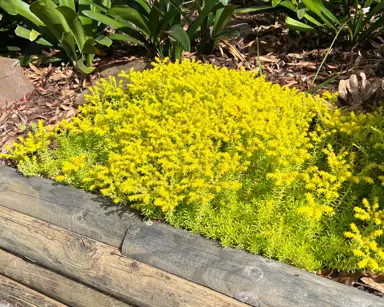 sedum-gold-mound--1