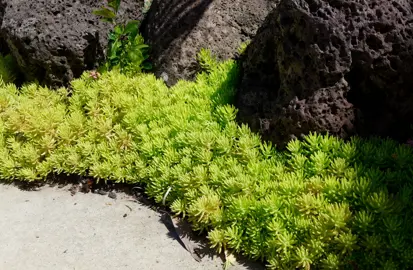 Sedum 'Gold Mound' with bright yellow leaves growing in a front of rocks and bordering a path.
