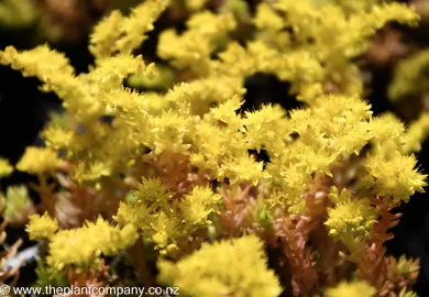 sedum-gold-mound-