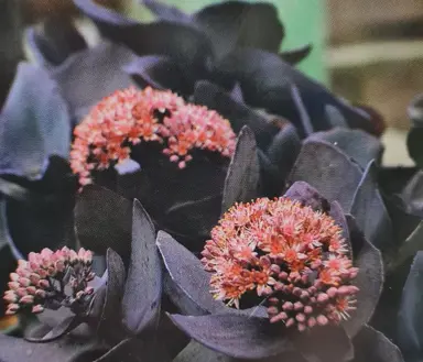 Sedum 'Midnight Coral' black foliage and orange-pink flowers.