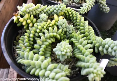 sedum-morganianum--7