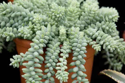 sedum-morganianum-