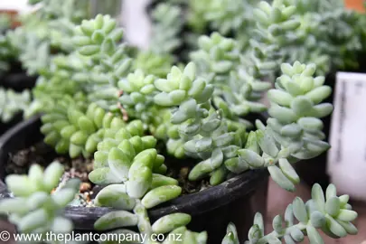 sedum-morganianum-5