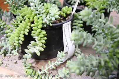 sedum-morganianum-6