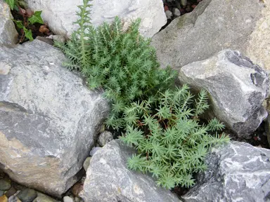 Sedum reflexum (Blue Stonecrop) with fine foliage growing between rocks.