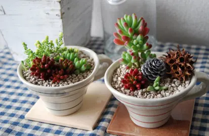 Sedum rubrotinctum (Jelly Bean Plant) in a pot with other succulents.