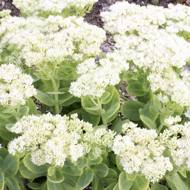sedum-iceberg-2