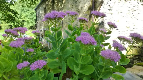 Sedum spectabile plant with elegant pink flowers above fleshy, green leaves.