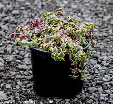 Sedum spurium 'Tricolor' for sale at The Plant Company nursery.