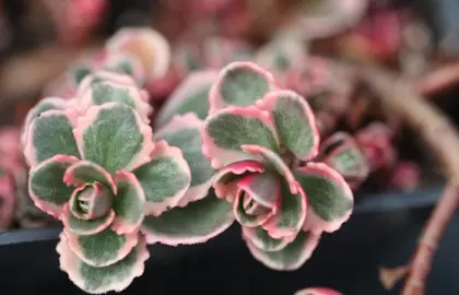Sedum spurium 'Tricolor' colouful foliage.